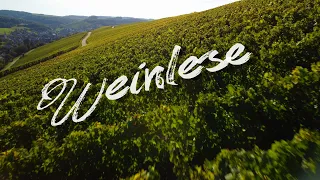 Weinlese (Grape harvest) - 4k Drone Movie