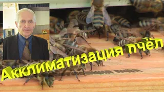 Профессор Кашковский про акклиматизацию пчёл