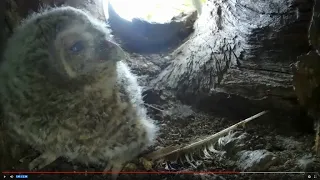 One Precious Tawny Owl Chick is Born | Discover Wildlife | Robert E Fuller