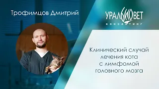 Клинический случай лечения кота с лимфомой головного мозга. Трофимцов Дмитрий #убвк_онкология