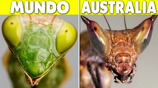 ¿Por Qué Australia Convierte Animales Ordinarios En Monstruos?