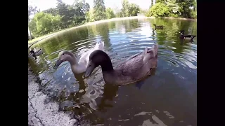 Факты об утках🦆 (расскажете деткам😊)