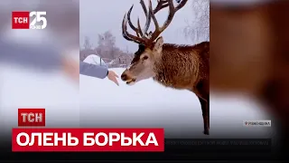 🥰🦌 Олень Борька подружився із людьми і став зіркою соцмереж