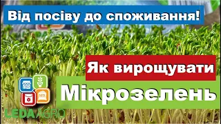 МІКРОЗЕЛЕНЬ, та як її вирощувати. ЛедаАгро. Рекомендації які допоможуть виростити мікрозелень!