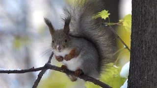 Испуганный бельчонок / Scared little squirrel