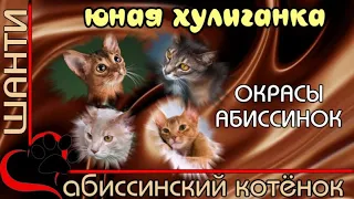 Абиссинский котенок. Окрасы абиссинских кошек. Colors of Abyssinian cats.