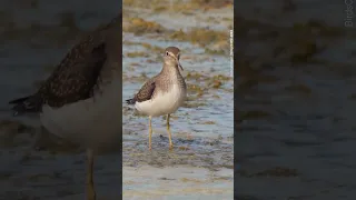 ID that waterbird! #birdscaribbean #CWC2024 #waterbirds #shorts