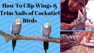 How To Cut Wings and Trim Nails of Cockatiel Birds