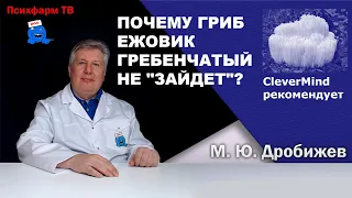 Почему гриб Ежовик гребенчатый не "зайдет"?