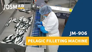 Filleting fish  - JM 906 Pelagic filleting machine