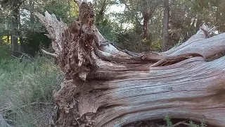 Looking Around Behind Our Primitive Camp Site....