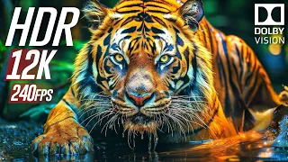 Wild Animals World in Dolby Vision 12K HDR | EXTREME COLORS (240 FPS)