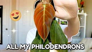 Updated Philodendron Collection | Uncommon Velvet Leaf Philodendrons