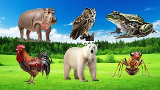 Amazing Familiar Animals Playing Sound: Lion, Otter, Raccon, Ostrich, Stork, Hppo, Gorilla, Koala,..