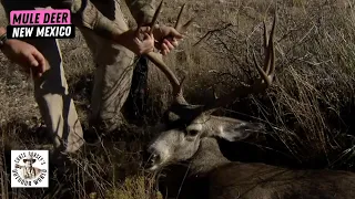 Mule Deer Camouflaged in New Mexico Desert