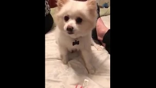 Cute Pomeranian sneezing