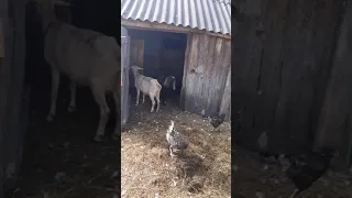 Охота у козы