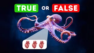 Do Octopuses Have Three Hearts? & More Wild Facts