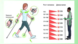 Правила скандинавской ходьбы для пожилых людей