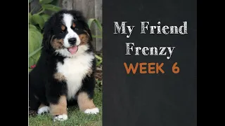 My Friend Frenzy - Week 6 - Bernese Mountain Dog Virtual Class Pet
