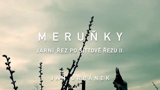 Řez meruněk - jarní řez po Šittově řezu II.