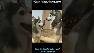 Funny Animal Compilation Episode 128