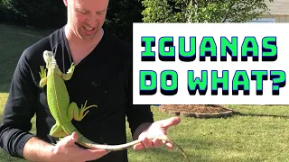 How to keep beautiful iguanas as pets - know your iguana