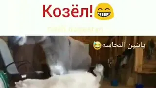 Вот он, настоящий козёл!!!