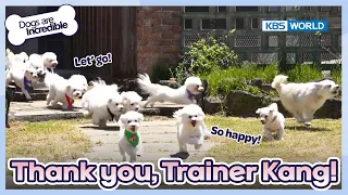 We hope peace is restored🤍 [Dogs are incredible : EP.176-5] | KBS WORLD TV 230627