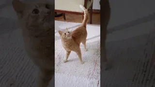 Best Funny Cats Viral Clips😹|| #funny Cute Cats #shorts Video😂|| #Viral #trending #animals #reels