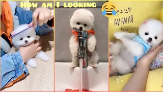 Tik Tok Chó Phốc Sóc Mini 😍 Funny and Cute Pomeranian #74 | Cute Puppies