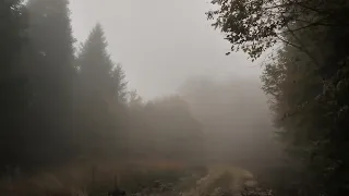 Virtual Drive Foggy Autumn Forest  Relaxing Rain Sound USa5se T7TE