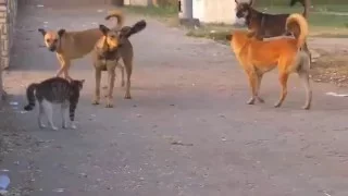 Cat vs Dogs street fight Kung Fu