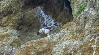 The young baby Peregrine Falcon vigorously flapped its wings and called for mama.