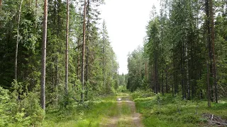 Карелия: Лоймола - Видлица на велосипеде с пакрафтом, первый день 15.07.23