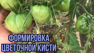 Когда формировать цветочную кисть у томата.