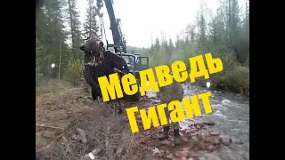 МЕДВЕДЬ ГИГАНТ | ЧУТЬ НЕ НАПАЛИ МЕДВЕДИ