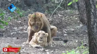मानसून में शेर और शेरनी का अद्भुत संभोग || Lion and lioness amazing mating in monsoon
