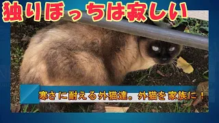 真冬の寒さに耐えて頑張る地域猫達。我が家の外猫のお家とご飯置き毎日ルーティーン#野良猫 #保護猫活動 #地域猫