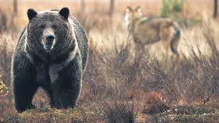 Bear vs Wolves: Battle for Food | Wild Scandinavia | BBC Earth