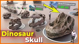 Dinosaur Face Bone size comparison | Size comparison | Biggest Face Skull 💀