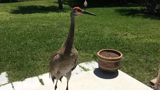 SANDHILL CRANE ATTACKS FLORIDA HOME(gently)