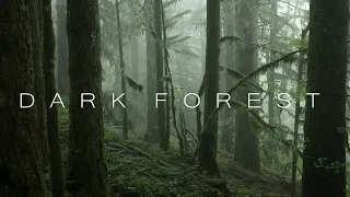 Dark Forest - Cinematic Nature Video - 4K Nature