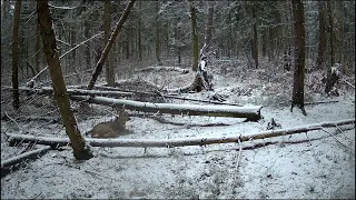 Grudzień w lesie