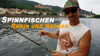 Welsangeln mit der Spinnrute in Deutschland | Rhein und Neckar | Gezielt Welse mit Gummifisch fangen