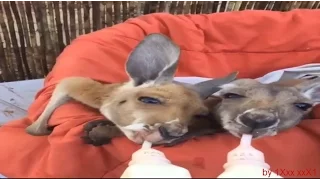 Cute little  KANGAROO .Малый КЕНГУРУ, 小袋鼠