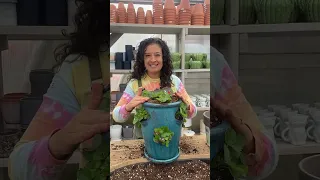 How to plant in a Strawberry Pot with Liz!