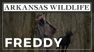 Hall of Fame Freddy: Arkansas duck dog earns big honors while helping owner through trying times