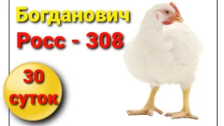 БОГДАНОВИЧ // ПУРИНА. ВЕС БРОЙЛЕРА 30 СУТОК. РОСС - 308.