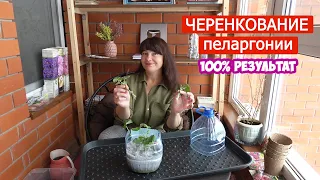 Черенкование ПЕЛАРГОНИИ в перлите - 100% результат уже через неделю!